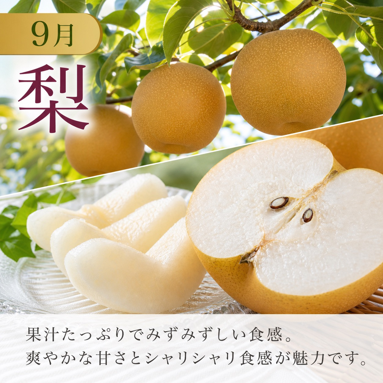 定期便 8・9月発送 紀州有田産旬のフルーツセット（種なし巨峰×2房（約800g?1kg）・梨×3玉 化粧箱入）