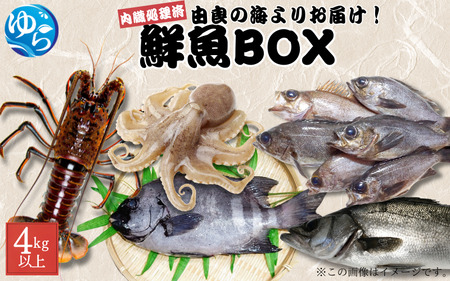 鮮魚BOX 内臓処理済み 4kg以上 （魚種おまかせ） / 魚 お魚 さかな 食品 海の幸 海鮮 カイセン 塩焼き 煮付け 内臓処理済み 冷蔵 海鮮類 焼き魚 タコ スズキ メバル 和歌山県 由良町 