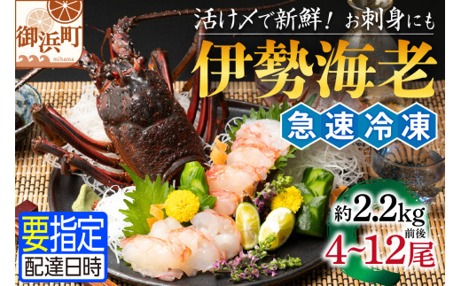 文恵丸水産の熊野灘産活〆急速冷凍伊勢海老　松4～12尾 約2.2kg前後【魚介 伊勢海老 伊勢えび 海老 えび 三重県 御浜町 冷凍】