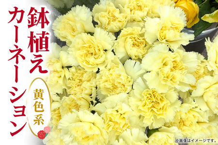  カーネーション 黄色系 鉢植え 母の日 贈り物 A07-008 
