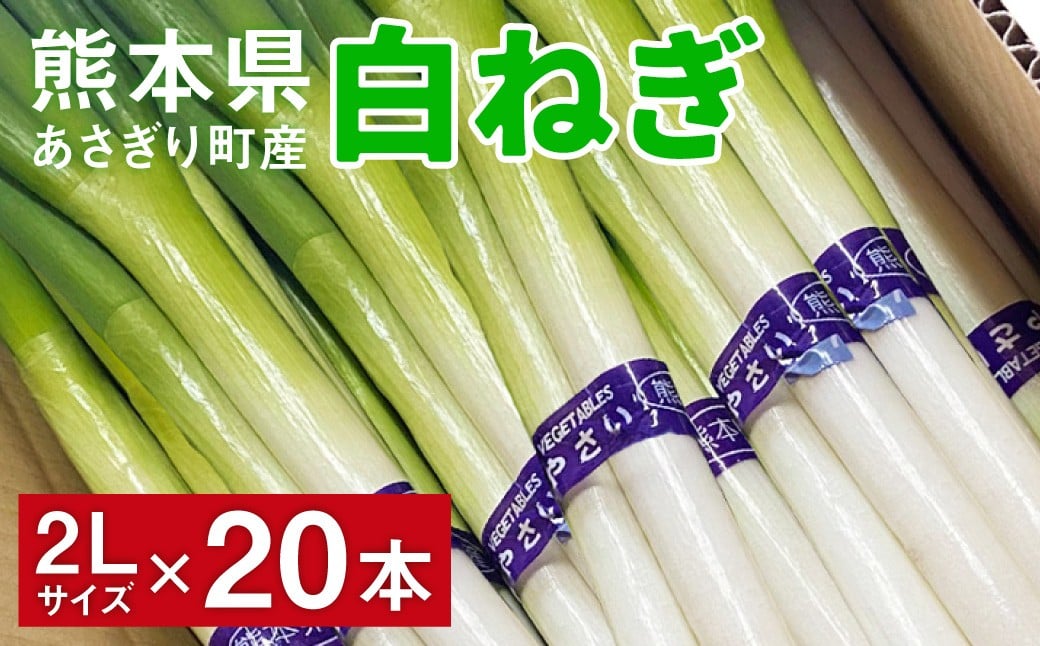 熊本県あさぎり町産　白ねぎ「球磨美人」2Lサイズ×20本　お届け時期：2026年8月下旬より順次発送　【白葱/白ネギ/長ねぎ/長葱/長ネギ】