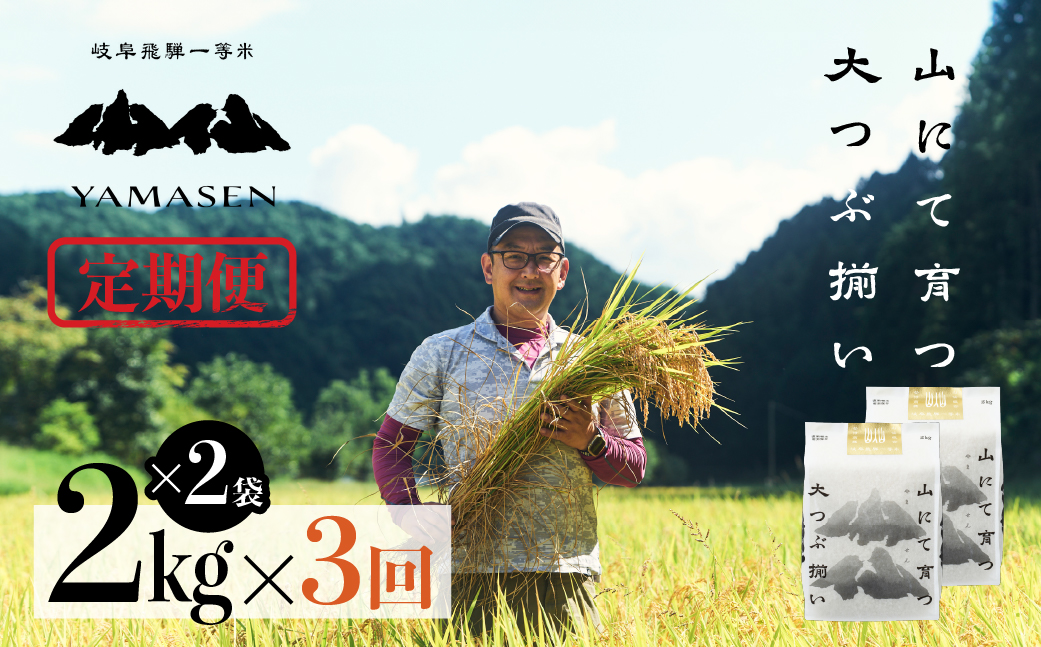 令和6年産米【定期便】山仙（いのちの壱）2kg×2（4kg）×3回 すがたらいす 下呂市金山産 2024年産 毎月 4キロ×3カ月 お米 精米  下呂温泉 下呂市 米 ブランド米【51-F】