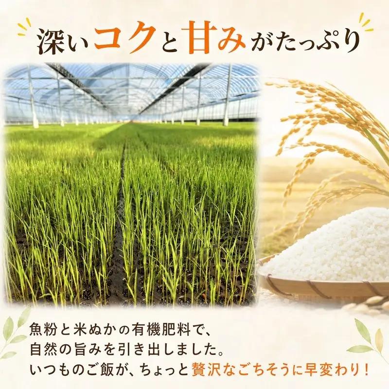 こしひかり 白米 新米 5kg 2026年産［0941-3］