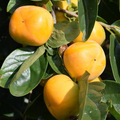 ふるさと納税 紀の川市 【秋の味覚】和歌山産のたねなし柿約3.6kg(L・2Lサイズおまかせ) |  | 03