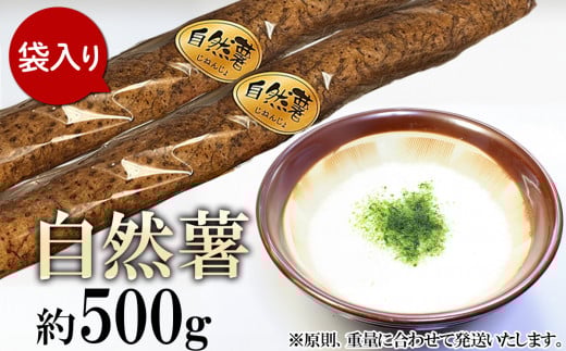 自然薯 約500g ( カット済 )【 ※ 重量 （ 約500g ） に合わせてお届け 】【 2025年12月～2026年3月ごろ発送予定 】【 山芋 やまいも とろろ 人気 おすすめ 自然薯 ごはん 米 蕎麦 】