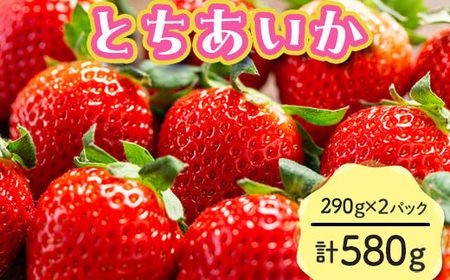 【先行予約】とちあいか 290g×2パック 計580g｜いちご イチゴ 苺 贈答用 ギフト 風袋入り 平詰め ハンモックトレー 果物 くだもの フルーツ 数量限定 しおやブランド いちごソムリエ 栃木県 塩谷町 ※2026年1月中旬～3月下旬頃に順次発送予定 ※離島への配送不可