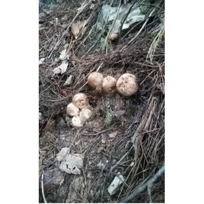 【2026秋発送】産地直送　岩手県岩泉町産　松茸　小・コロ　1kg【配送不可地域：離島】