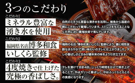 うなぎ 鰻 福岡県産 鰻の蒲焼き 数量限定 4尾 560g 以上 HOMIE うなぎ《45日以内に出荷予定(土日祝除く)》くらてうなぎ 鰻 蒲焼き 数量限定 国産うなぎ 蒲焼 うなぎ蒲焼 (1尾あたり