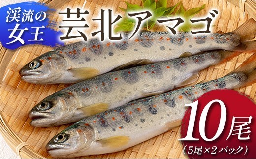 「渓流の女王」芸北アマゴ　10尾_OG065_017