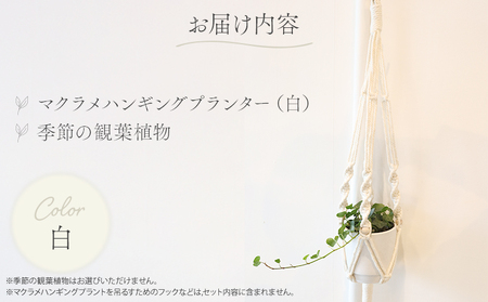《白》季節の観葉植物と3色から選べるマクラメハンギングプランターのセット 観葉植物 飾り インテリア マクラメ編み マクラメ ハンギング プランター 鉢 白 ホワイト 手編み おしゃれ 植物 室内