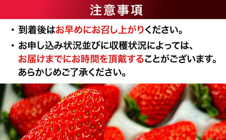 いちご 1箱 いちご（紅ほっぺ）人気[AGAR001]