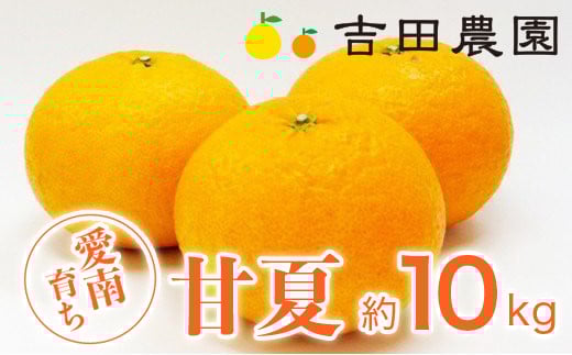
            【2026年3月中旬頃発送】【先行予約】甘夏 10kg 11000円 みかん あまなつ 夏みかん グレープフルーツ だいだい 事前 予約 受付 産地直送 国産 農家直送 糖度 果樹園 期間限定 数量限定 特産品 ゼリー マーマレード ピール ジュース デザート 人気 甘い おいしい フルーツ 果物 柑橘 蜜柑 愛南町 愛媛県 吉田農園
          