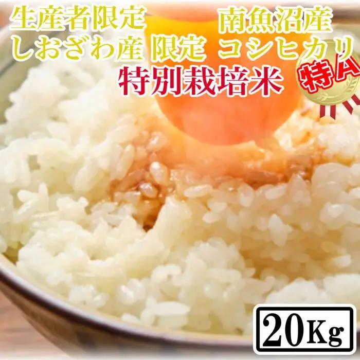 【令和7年産】【精米20kg】特別栽培 しおざわ産限定 生産者限定 南魚沼産コシヒカリ【銘柄米 ブランド米 精米 こしひかり コシヒカリ 魚沼産 新潟米 産地直送 お米 米 こめ コメ ご飯 御飯 ごはん】
