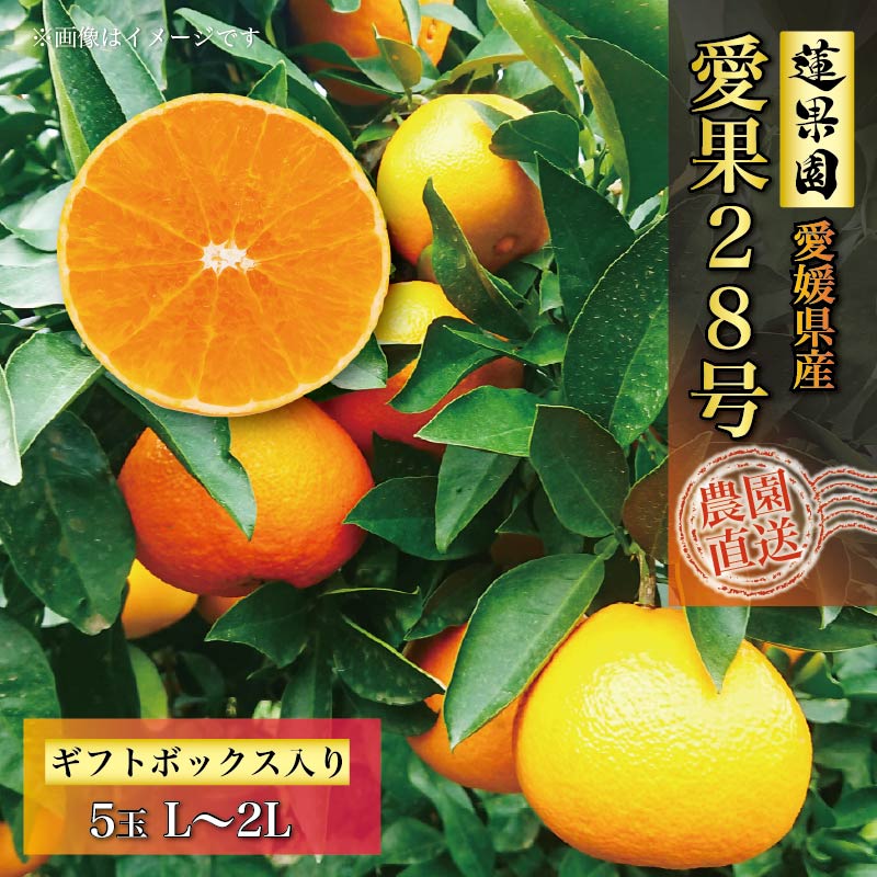 【ふるさと納税】 【先行予約】 【11月中旬から発送】 愛果28号 ギフトボックス L から 2L サイズ 5玉 ご贈答 A品 秀品 | 愛媛みかん 愛媛ミカン みかん ミカン mikan 蜜柑 フルーツ 果物 くだもの お取り寄せ 産地直送 数量限定 人気 おすすめ 愛媛県 松山市 蓮果園