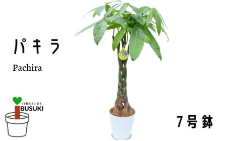 3月上旬～発送【観葉植物】パキラ7号(鎌ヶ迫園芸場/014-1446) 南国鹿児島県で育った 観葉植物！植物 鉢付 インテリア 室内 オフィス おしゃれ プレゼント ギフト 開店祝い 移転祝い マイナスイオン【配送不可地域：北海道・沖縄県・離島】