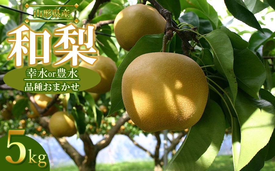 【令和8年産先行予約】山形県産 和梨 品種おまかせ (幸水または豊水) 約5kg（12～16玉）　産直あぐり　K-835