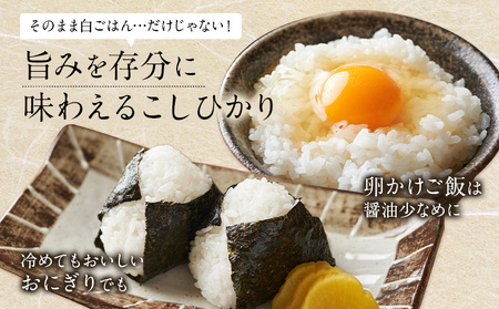 令和7年産 米 コシヒカリ 白米 10kg 鶴地区龍の里ふるさと会《8月中旬-8月末頃出荷》生産者直送 新米 早期米 天草 苓北 鶴 地区 龍 の里 蛍 国産 九州 熊本 名水 百選 5キロ 送料無料
