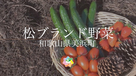 【煙樹の松野菜ブランド】 松とまと（アイコ）松きゅうりセット ※着日指定不可 ※2024年11月中旬～2025年6月上旬頃に順次発送予定