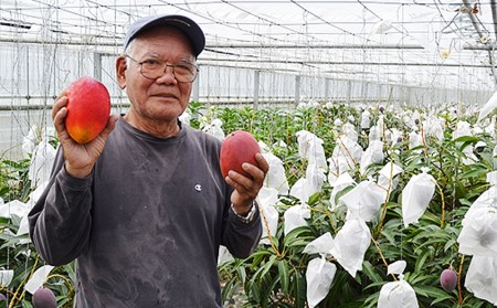 【2024年発送】濃厚な甘さの沖縄県産マンゴー2kg（家庭用）