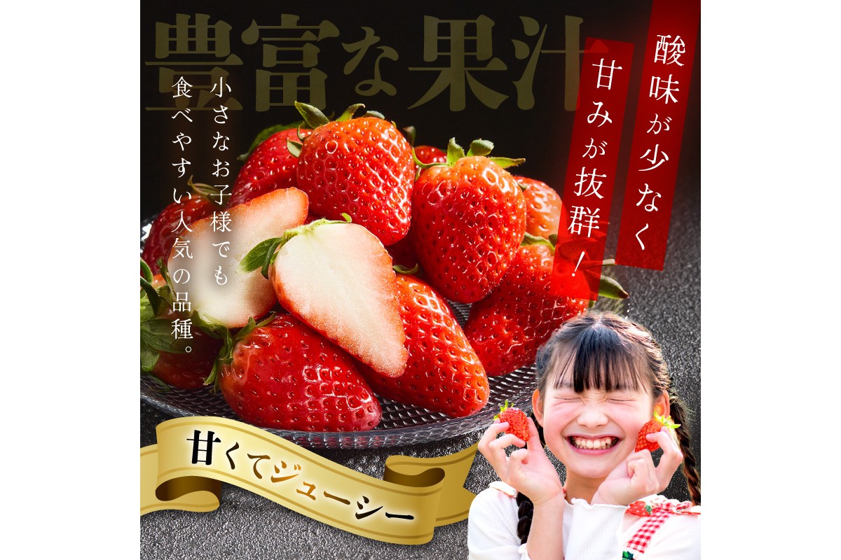 【京丹後産いちご章姫】農園直送便！新鮮大粒いちご 2パック ギフト箱入り／北畿水産　HK00159
