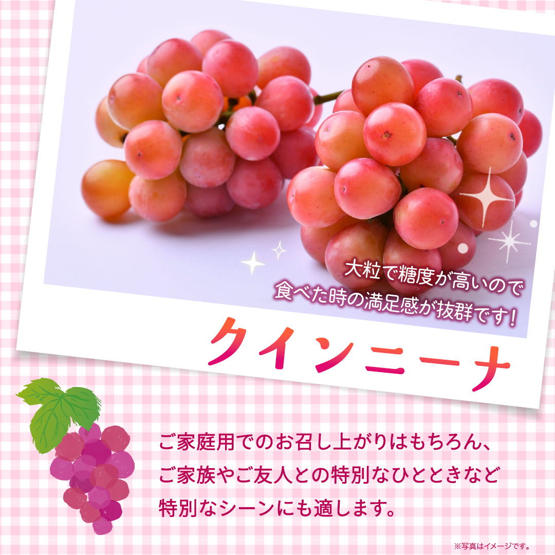 クインニーナ 約1.3kg（約2房） 【2026年8月より発送開始】 （茨城県共通返礼品 [ぶどう]：結城市産） ぶどう ブドウ 葡萄 クインニーナ 種なし 皮ごと 高級 国産 ふるさと納税 [FC1