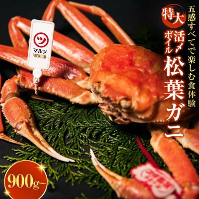 ふるさと納税 境港市 <平日着><11月上旬〜配送予定>【マルツPREMIUM】活〆ボイル松葉蟹(900g〜)