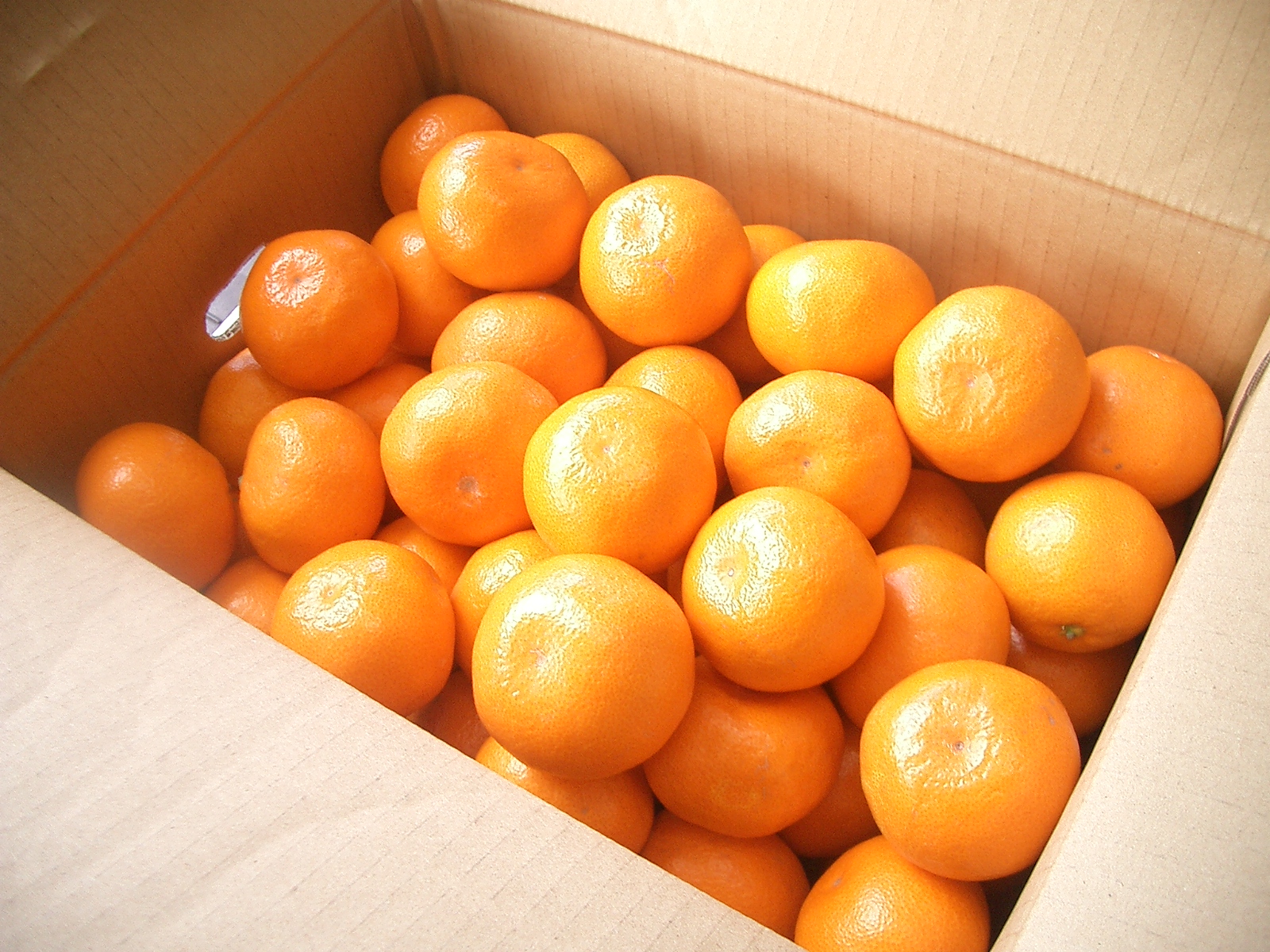 佐賀産 旬のフルーツ定期便 彩りセット【全6回】 柑橘 いちご　999-B869