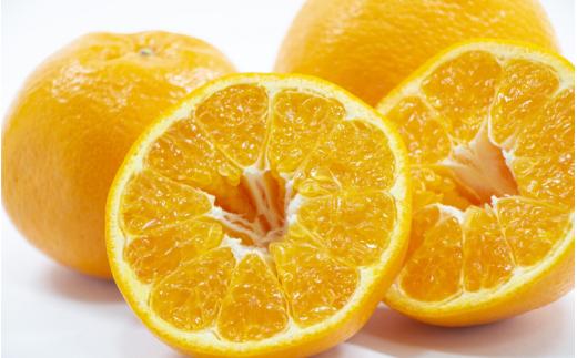 【来シーズン先行予約】農家直送  はるみみかん 約2kg S～4Lサイズ混合 ※2026年2月上旬～順次発送農家直送 / くだもの  果実  柑橘 果物 フルーツ 国産 和歌山県 由良町 ご家庭用 人気 おすすめ【nktn018】