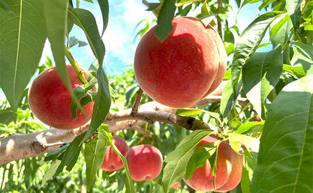 桃　白鳳　約3kg もも フルーツ 果物 お取り寄せ 長野県 山ノ内町