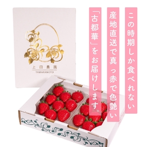 （冷蔵）【４月発送分】イチゴ 奈良県産高級ブランド品種「古都華」デラックス（270g×２パック） ／ 上田農園 苺 いちご フルーツ 奈良県 田原本町