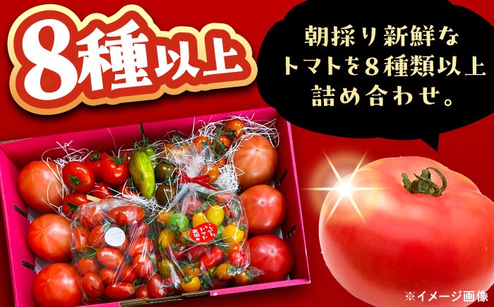トマト とまと 大玉トマト ミニトマト 詰め合わせ お取り寄せ 産地直送 とまと トマト 野菜 やさい ギフト 贈答 プレゼント