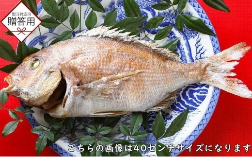 
【お歳暮・贈答用・のし付き】天然真鯛の塩焼き 1尾 ～お祝い・お食い初め等におすすめ～
