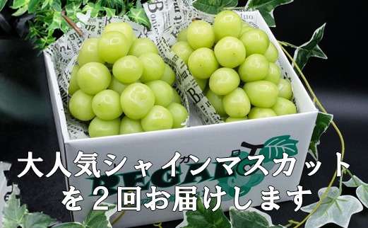【2027年先行予約】【２回定期便】頬張る幸福感 ～緑の宝石・シャインマスカット～ 計２kg（1.0kg以上・2～3房を２回[9月上旬・下旬]お届け）　シャイン シャインマスカット ぶどう 葡萄 ブドウ 定期便 ２回 果物 くだもの フルーツ 山梨 やまなし 富士川町 シャインだけ シャインマスカットだけ
