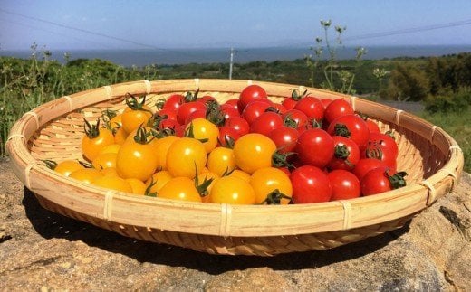 J-14  【１２ヶ月お届け】肥前の国のお野菜定期便