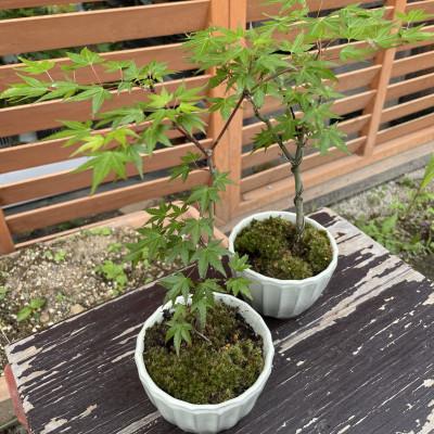 ふるさと納税 豊後大野市 苔盆栽(もみじ) 2個セット