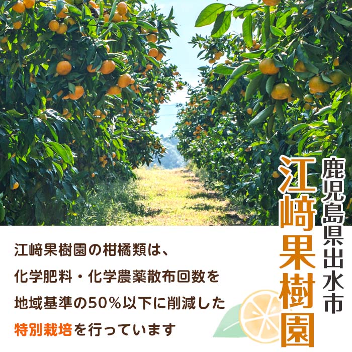 i585 ＜2026年3月下旬～6月中旬の間に発送予定＞農6みかん(約5kg) 果物 フルーツ 柑橘 国産 鹿児島県産 みかん 蜜柑 【江崎果樹園】