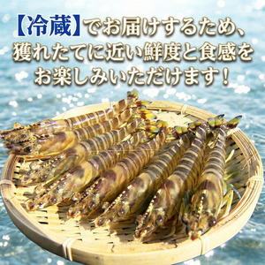 【指定日必須】 活き車海老 1kg 約60尾～100尾 クルマエビ