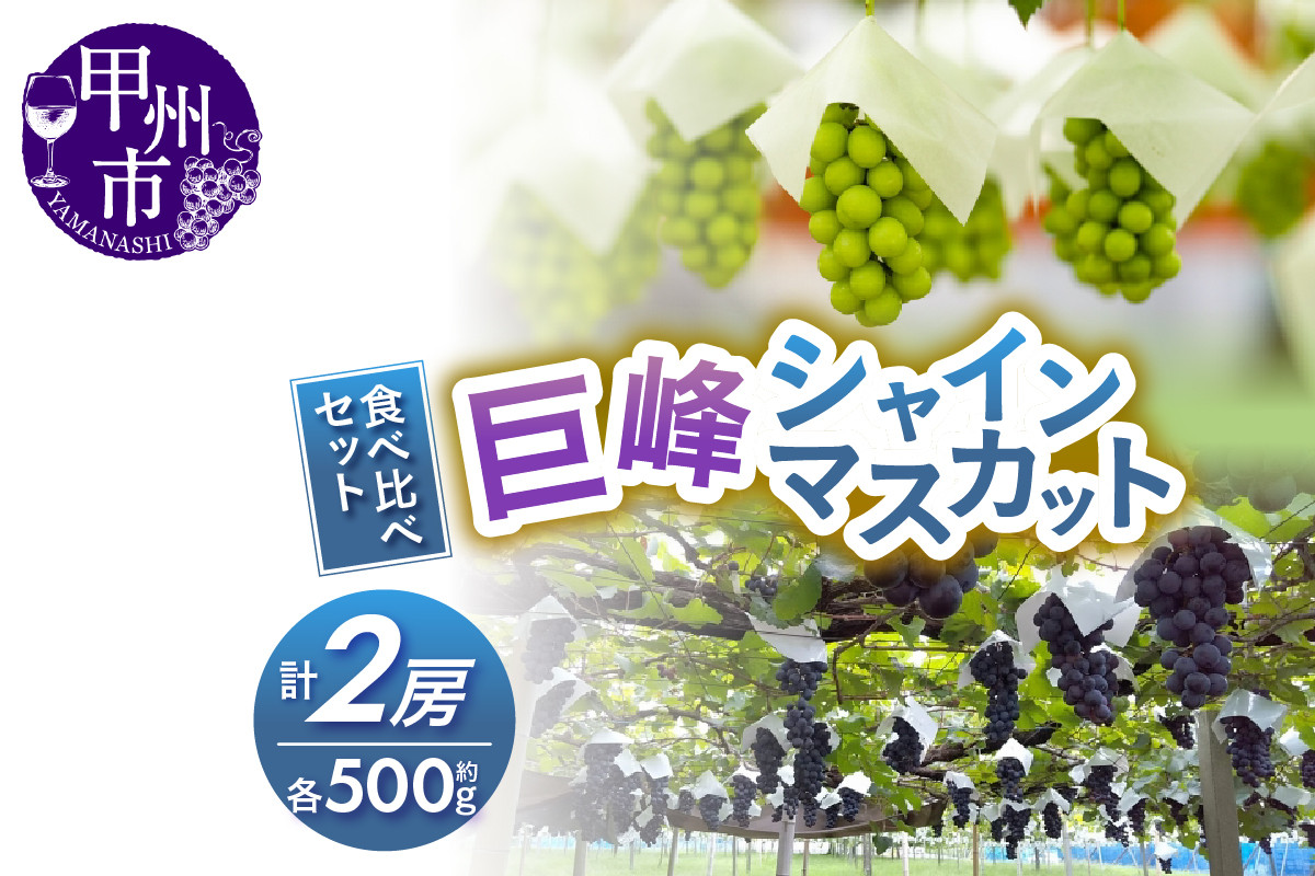 
            【選べる発送年度】大人気！巨峰・シャインマスカット食べ比べセット【2025年発送】【2026年発送】（RC）B-438 【シャインマスカット 葡萄 ぶどう ブドウ 令和7年発送 令和8年発送 期間限定 山梨県産 甲州市 フルーツ 果物】
          