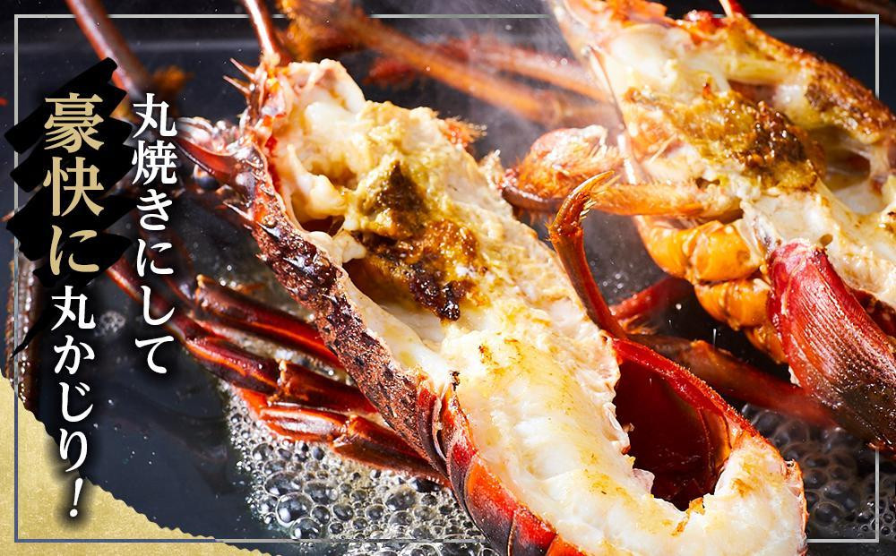 活 伊勢海老 1kg（2～4匹）南紀黒潮イセエビ 年末年始 お正月 お届け可｜期間限定 漁師直送 海鮮 海老 とれたて 人気