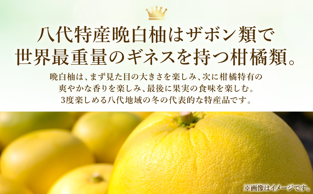 【先行予約】八代特産 晩白柚　秀Lサイズ 2玉 ばんぺいゆ 柑橘 果物 くだもの フルーツ 特産品 熊本県 八代市【2026年12月上旬より順次発送】