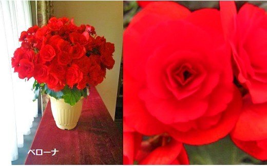 ベゴニア鉢植え「おまかせセット」