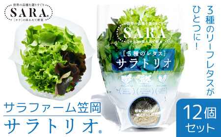 野菜 サラトリオ 12個セット　野菜 レタス
