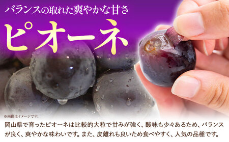 白桃とピオーネの詰合せ 約1kg 桃 ピオーネ