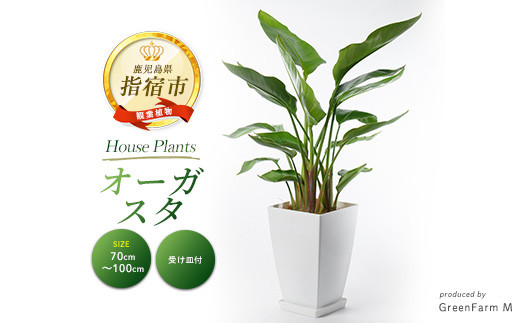 
                  2026年3月上旬～発送【観葉植物】オーガスタ70cm～100cm(Green Farm M/IB075-008) 観葉植物 植物 鉢付 インテリア 室内 オフィス おしゃれ プレゼント ギフト 開店祝い 移転祝い マイナスイオン【配送不可地域：北海道・沖縄県・離島】
                