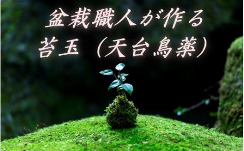 盆栽職人が作る苔玉(天台烏薬) / ギフト 徐福 伝説 自然 天然 新宮【mtt001】