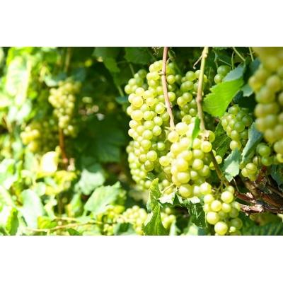 ふるさと納税 寒河江市 【支援品】月山山麓シャルドネ白ワイン (720ml×2本) 山形県寒河江産ぶどう使用　015-E15 |  | 01
