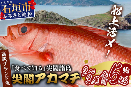 【予約受付】高級ブランド魚 尖閣赤マチ 2～3尾 合計約5kg 下処理済【沖縄三大高級魚】 GK-1