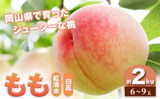 【2025年7月発送】【先行予約】もも 桃 紅清水・白鳳 どちらかお届け 2kg 6～9玉 小寺農園《2025年7月上旬-7月下旬頃出荷》 岡山県 笠岡市 岡山県産 紅清水 白鳳 モモ 果物 フルーツ 先行予約