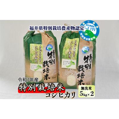 ふるさと納税 勝山市 【令和7年産】 特別栽培米 コシヒカリ 5kg×2 (無洗米)