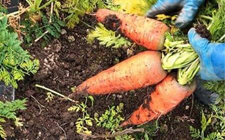 《定期便》＜3市町村共通返礼品＞会津の恵み野菜セット(小)《全3回》 朝採れ 野菜 お米 精米 米 セット 詰合せ 契約農家 朝採り 採れたて 新鮮 会津野菜 定期便 3回 3ヶ月 連続 F4D-14